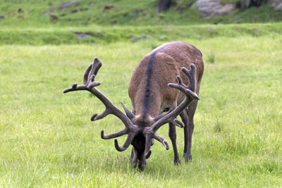 Roosevelt elk, CA