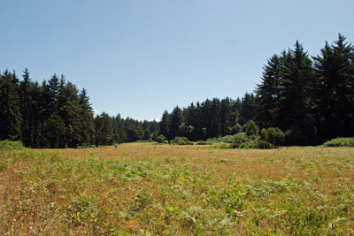 meadow at Patrick's Point State Park, Humboldt County, CA