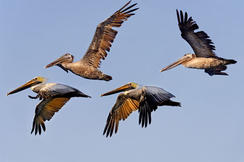 Brown pelicans, Monterey County, CA