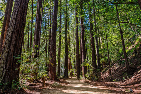trail in Julia Pfeiffer Burns State Park, Monterey County, CA