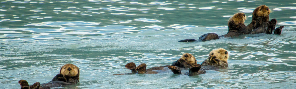 sea otters, Monterey County, California