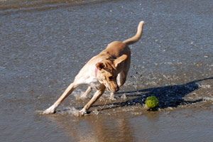 dog on Dillon Beach