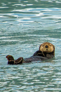 sea otter