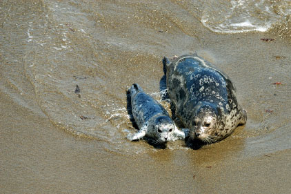 Seals, Point Lobos State Natural Reserve, Monterey, CA