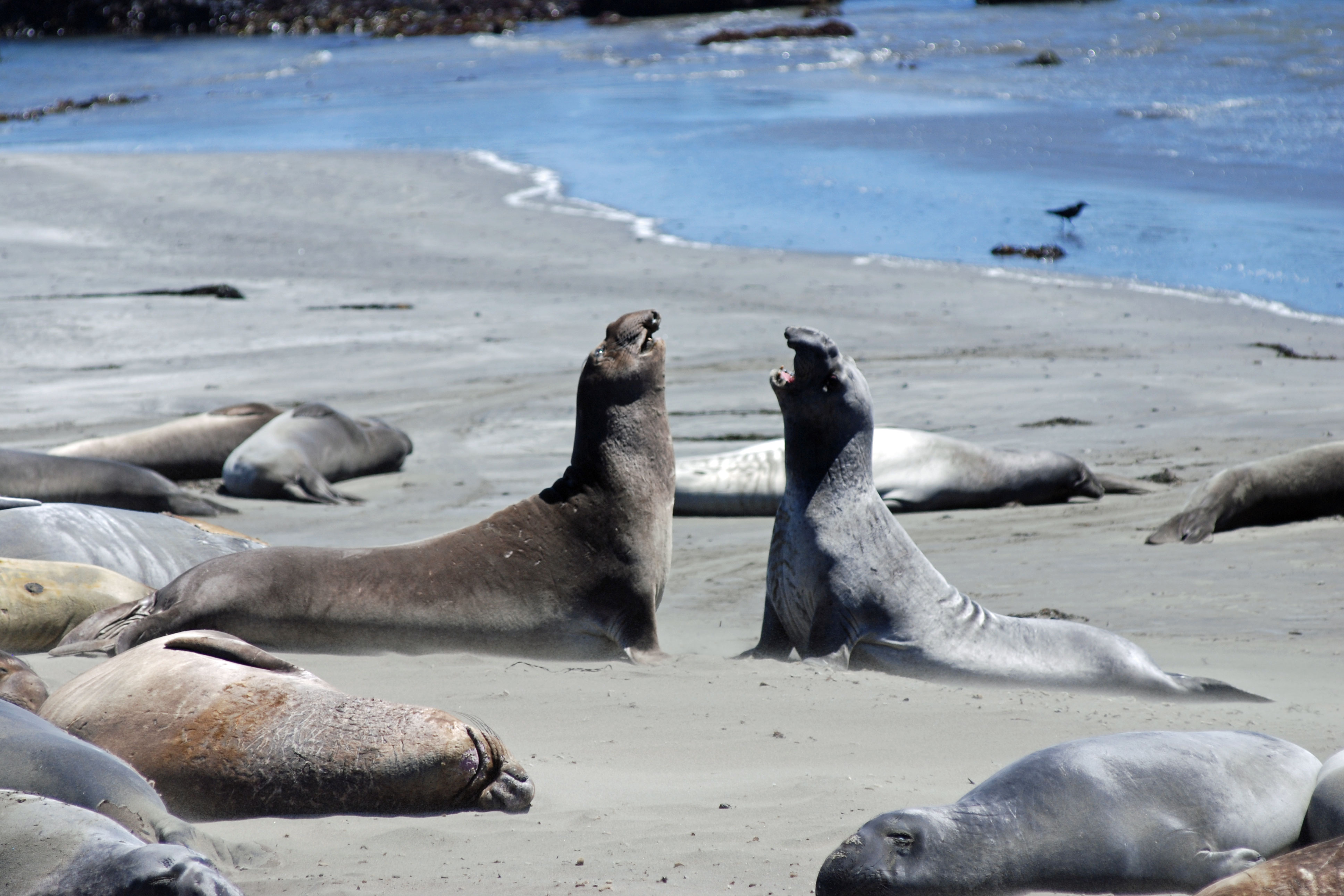 elephant seals at Piedras Blancas rookery, San Luis Obispo County, CA