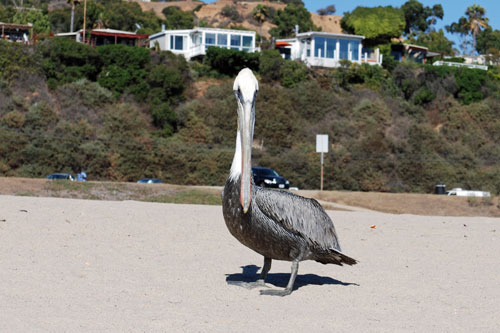 Pelican on Will Rogers State Beach, Los Angeles County, CA