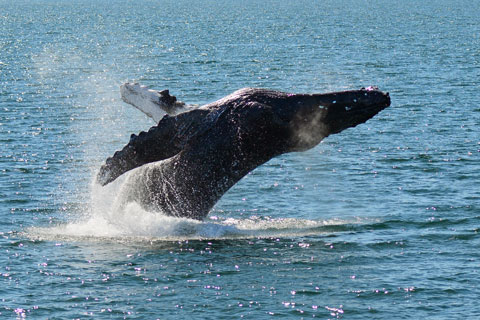 Gray whale