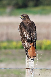 Red Tail Hawk at Cowell Ranch Beach, Half Moon Bay, CA